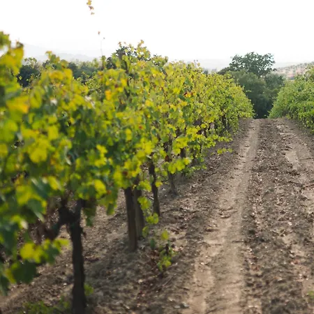 Podere Ristella - Wine&food * Montemassi
