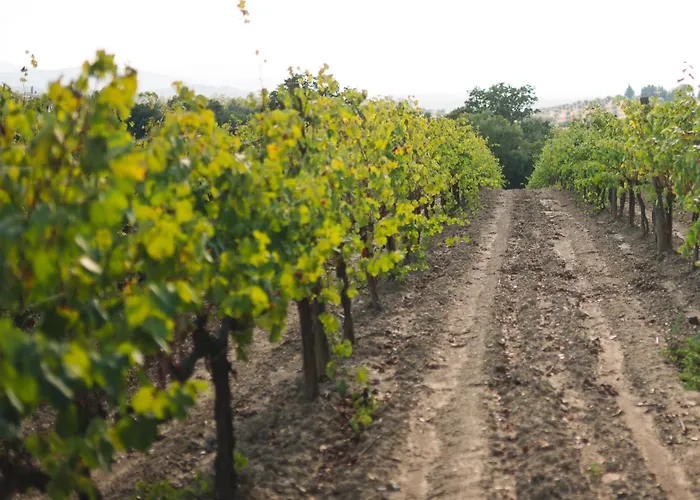 Podere Ristella - Wine&food * Montemassi